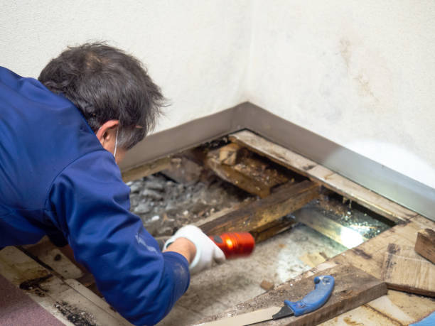Best Mold Testing  in New Carrollton, MD