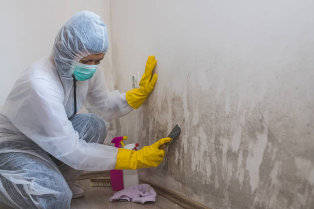 Mold Removal and Inspection in New Carrollton, MD