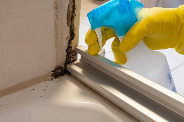 Best Mold Removal and Inspection  in New Carrollton, MD