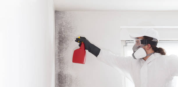 Best Mold Remediation  in New Carrollton, MD