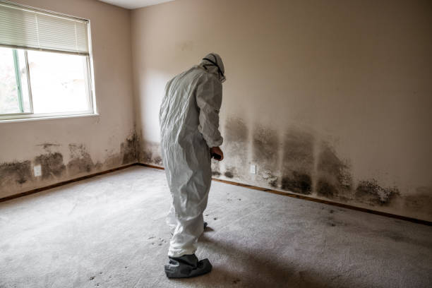 Best Professional Mold Removal  in New Carrollton, MD